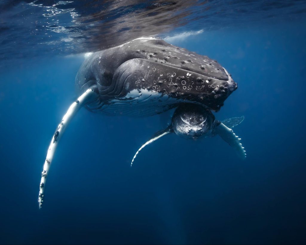 buceo con ballenas