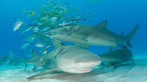 jardines de la reina cuba