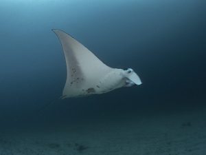bucear en islas komodo