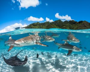 buceo en polinesia francesa