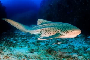 bucear ningaloo reef