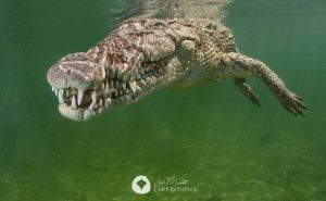 cocodrilo jardines reina