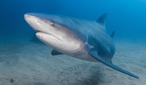 tiburon baja california