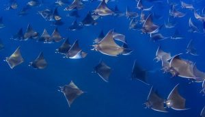 mantasraya cabo verde