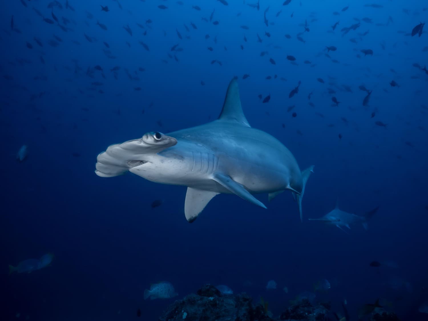 hammerhead shark diving