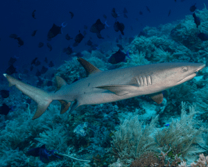 tubbataha reef viaje buceo