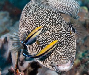 estacion de limpieza marina