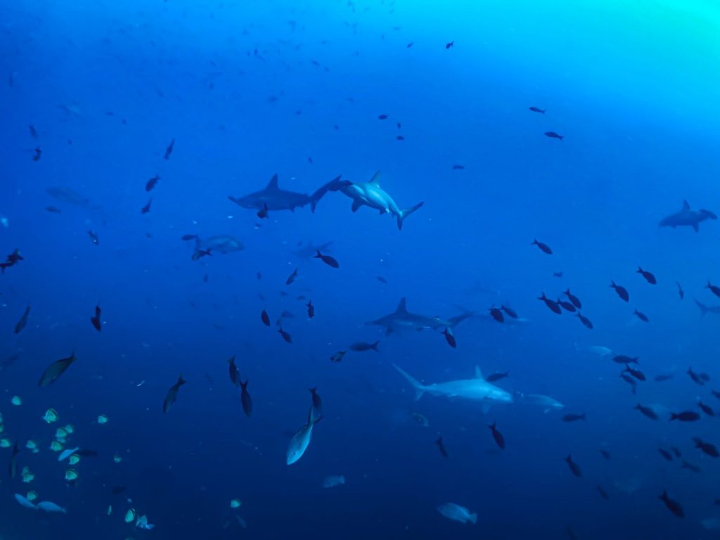 bucear en malpelo
