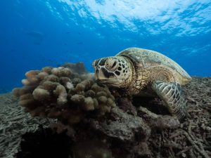 mejor epoca bucear sipadan