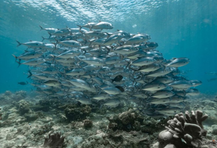 cuando viajar a sipadan