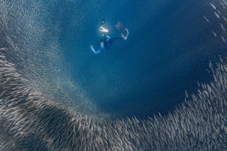 sardine run malapascua