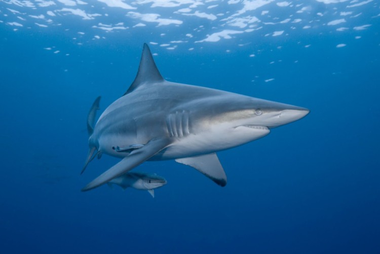 bucear con tiburones en sudafrica