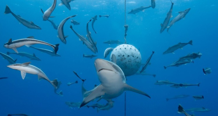 buceo con tiburones sudafrica