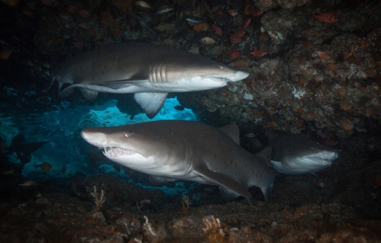 diving shark southafrica