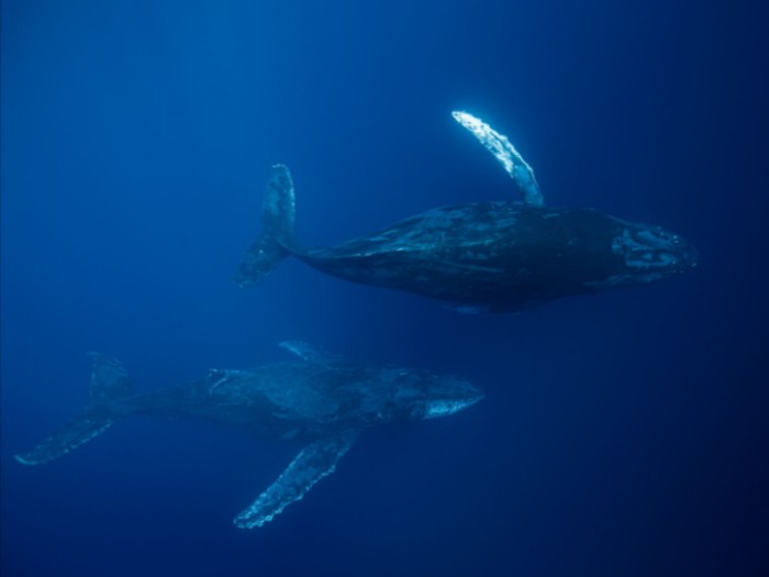 ballenas en baja california sur