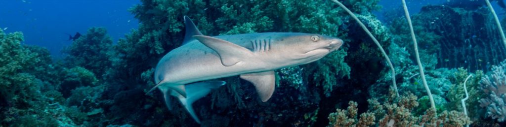 tubbataha reef viaje buceo