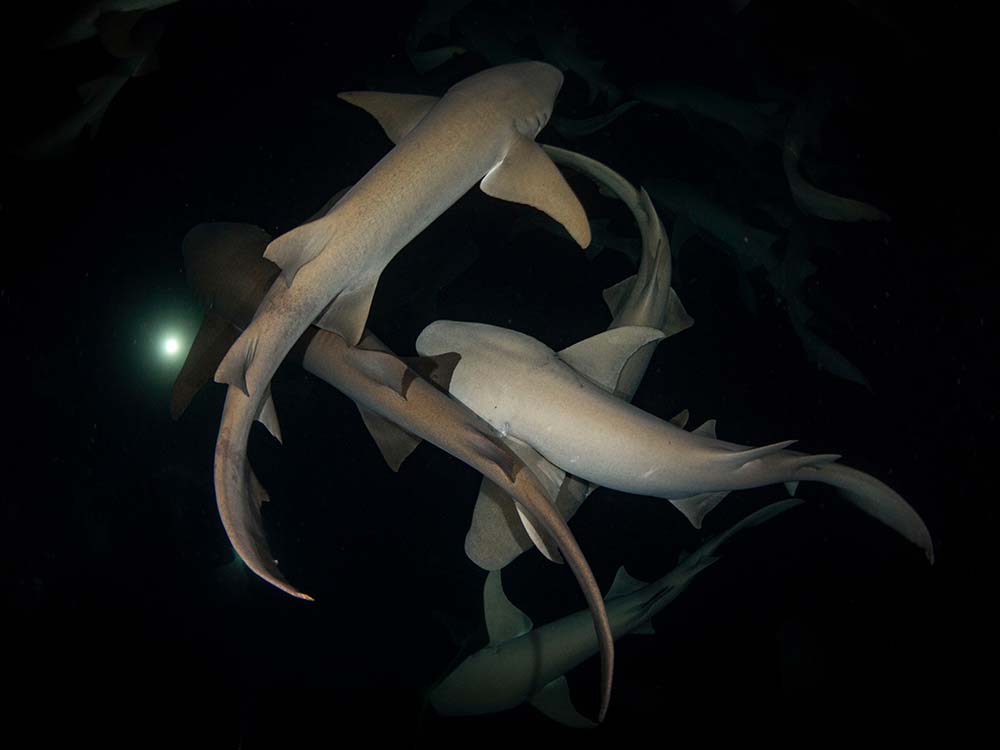 tiburones maldivas