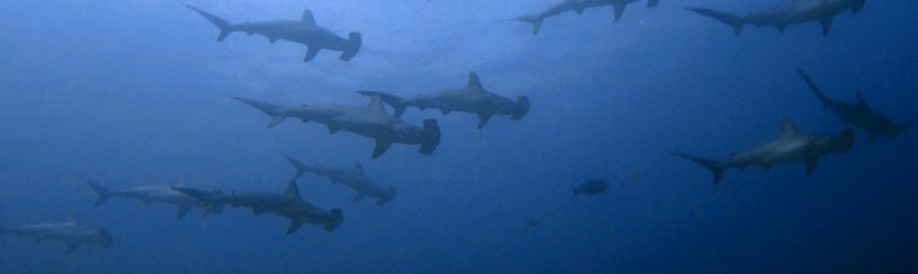 bucear en malpelo
