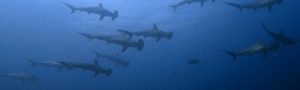 bucear en malpelo