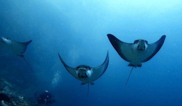 manta rayas malpelo