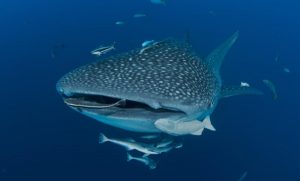 tiburones ballena triton bay
