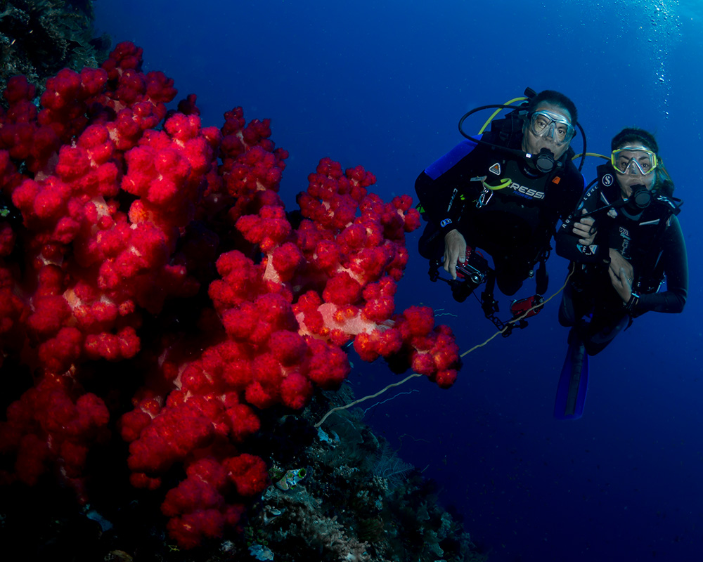 buceo en islas togian