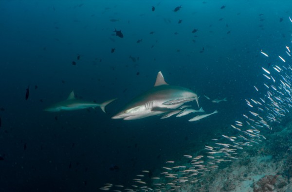 diving sharks