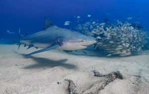 buceo cabo pulmo tiburones