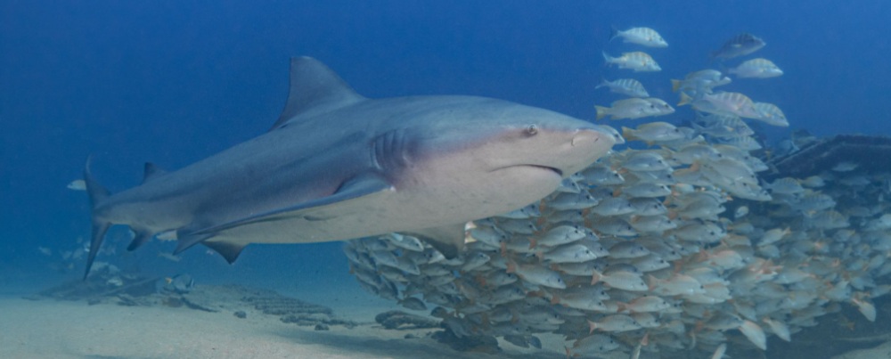 buceo cabo pulmo