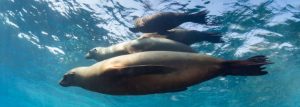 buceo en isla espiritu santo