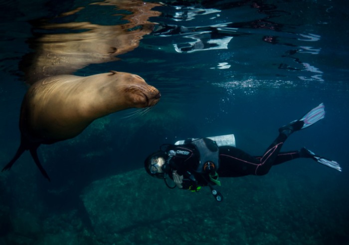 buceo con lobos marinos en baja california