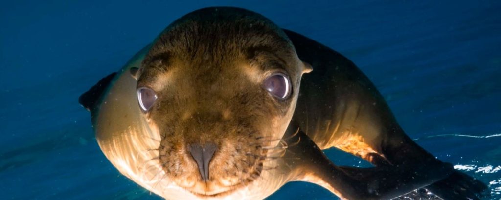 buceo lobos marinos baja california sur