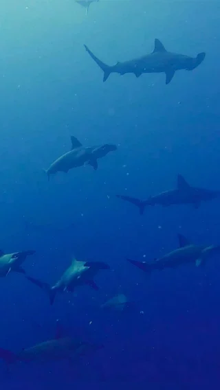 Instagram post from temoana_expeditions. This post is in position 1.
