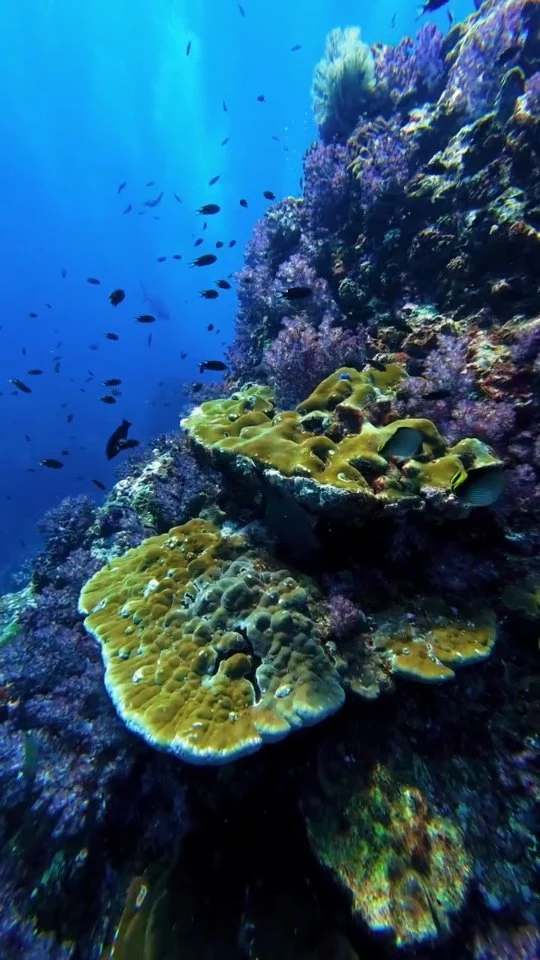 Instagram post from temoana_expeditions. This post is in position 10.