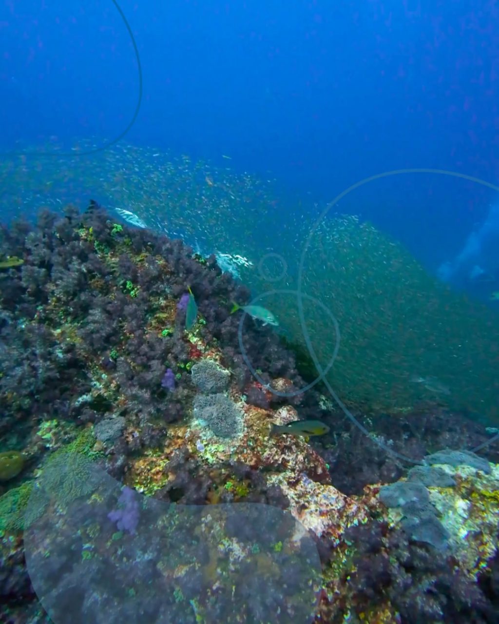 Instagram post from temoana_expeditions. This post is in position 5.
