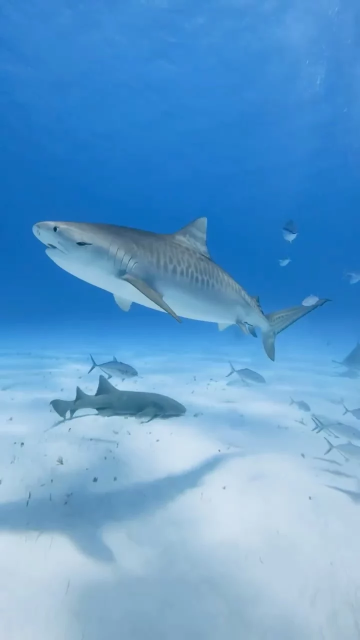 Instagram post from temoana_expeditions. This post is in position 13.