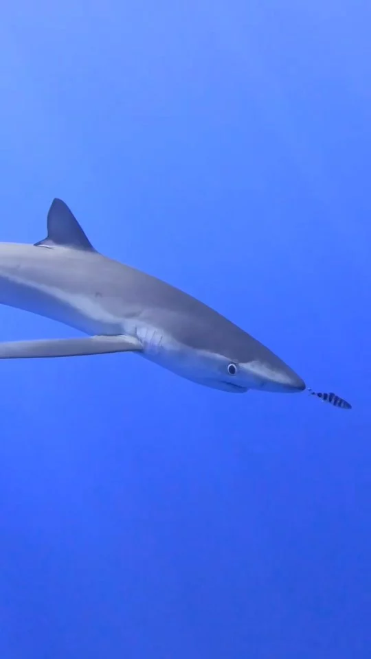 Instagram post from temoana_expeditions. This post is in position 0.