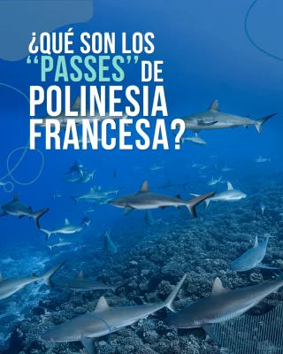 Instagram post from temoana_expeditions. This post is in position 6.