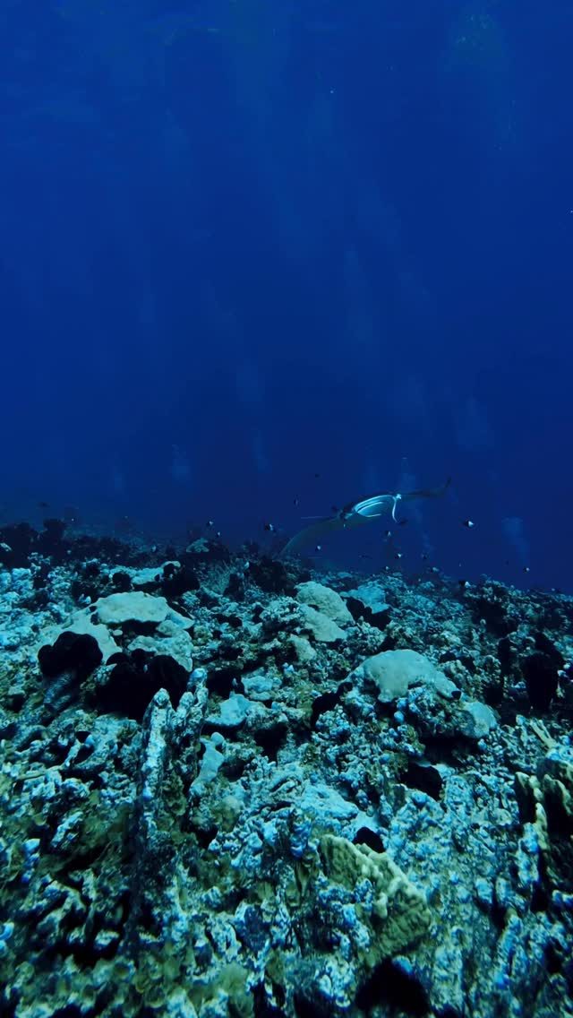 Instagram post from temoana_expeditions. This post is in position 3.