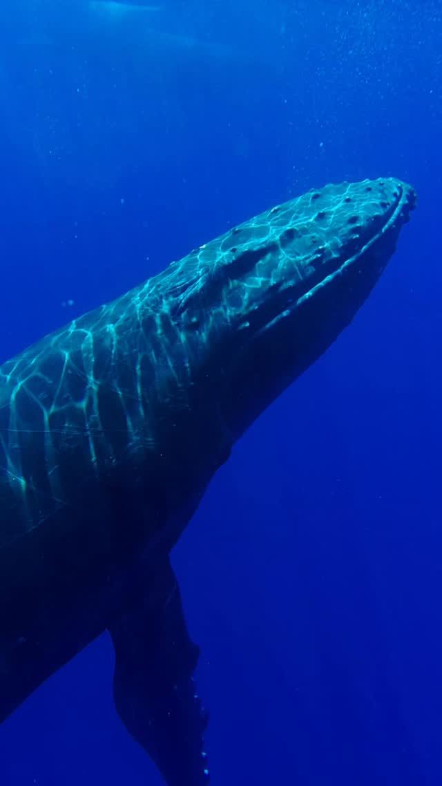 Instagram post from temoana_expeditions. This post is in position 5.
