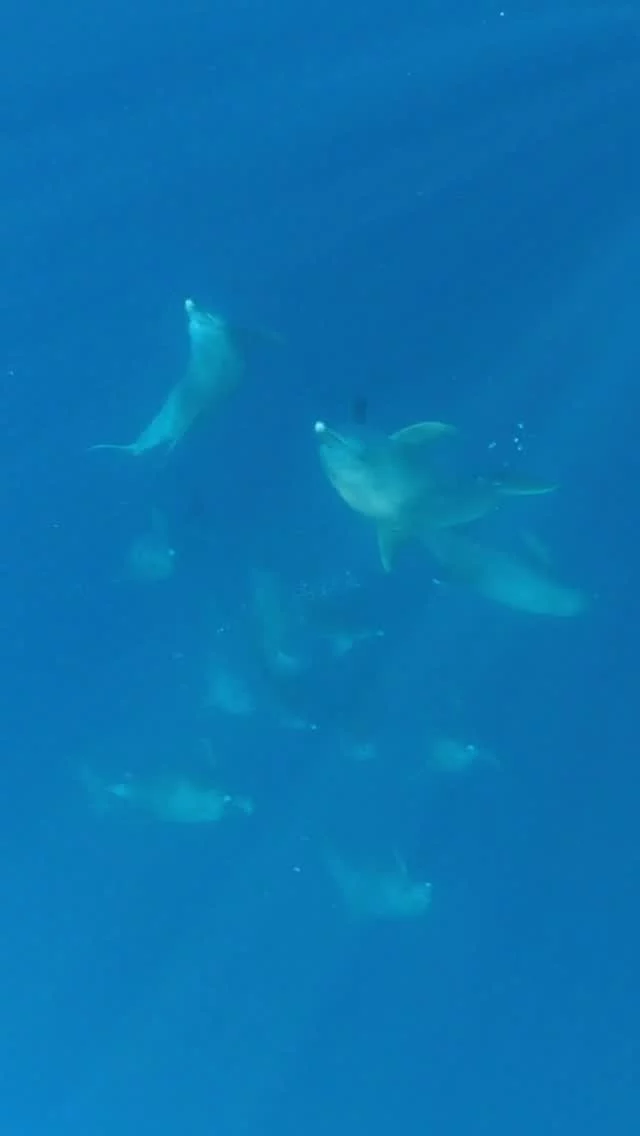 Instagram post from temoana_expeditions. This post is in position 18.