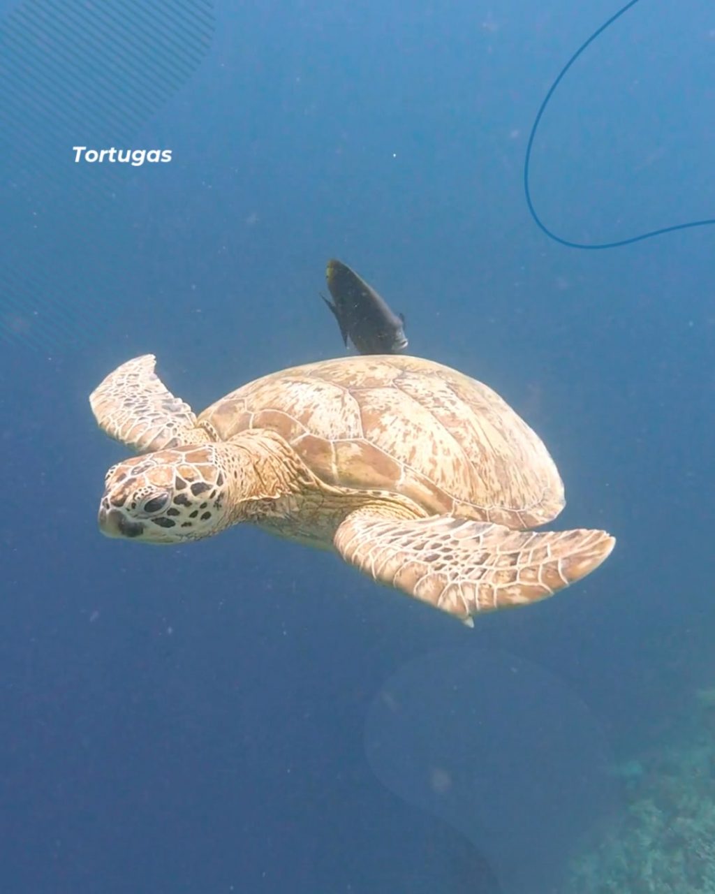 Instagram post from temoana_expeditions. This post is in position 5.