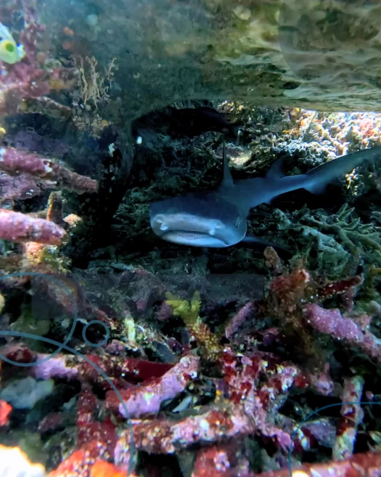 Instagram post from temoana_expeditions. This post is in position 2.